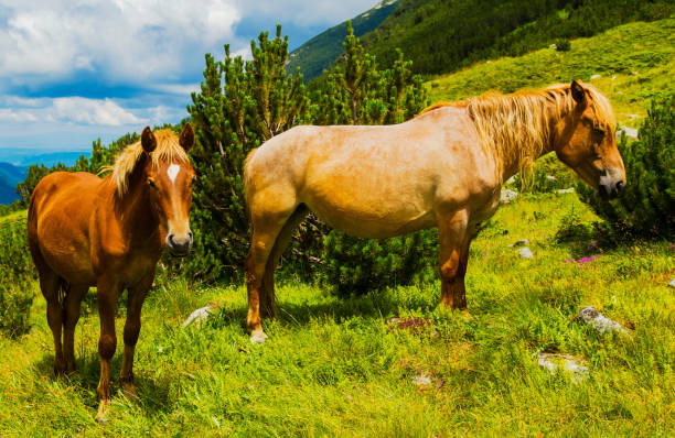istock Landscape with wild horses in the mountain 881715970