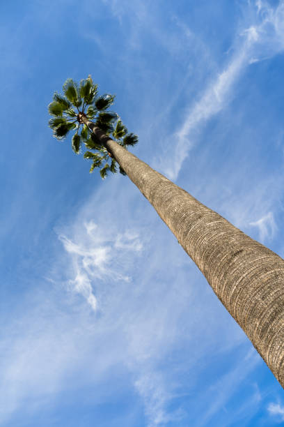 Tree trunk bark on a tall palm tree in southern California