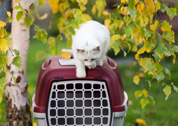 istock Playful cat sitting on carrier in park 881722510