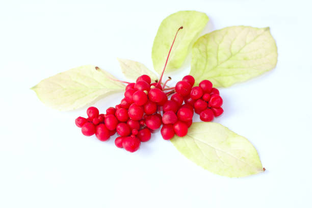 branch of red ripe schisandra on the white