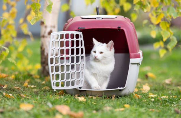 istock Small cat in carrier in park 881722582