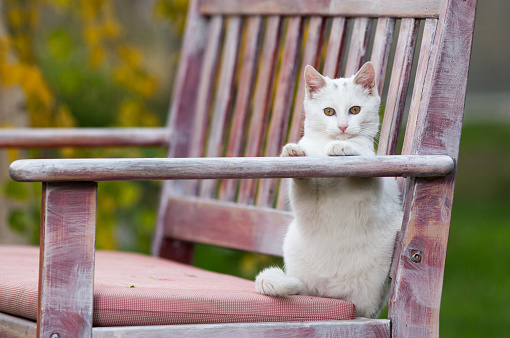 Adorable white cat sitting on bench and looking a camera in garden