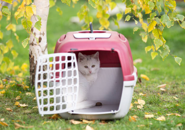 istock Small cat in carrier in park 881722934