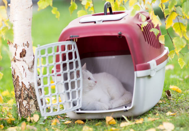 istock Small cat in carrier in park 881722968