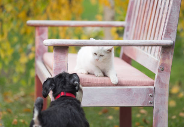 istock Cat and dog playing in garden 881723050