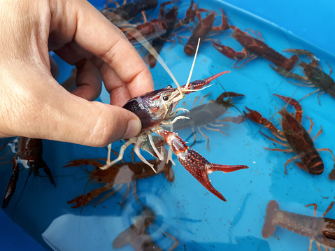 Hand holding a crayfish / Crayfish farming concept