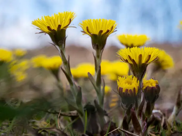 Golden flowers of coltsfoot as the harbinger of the spring