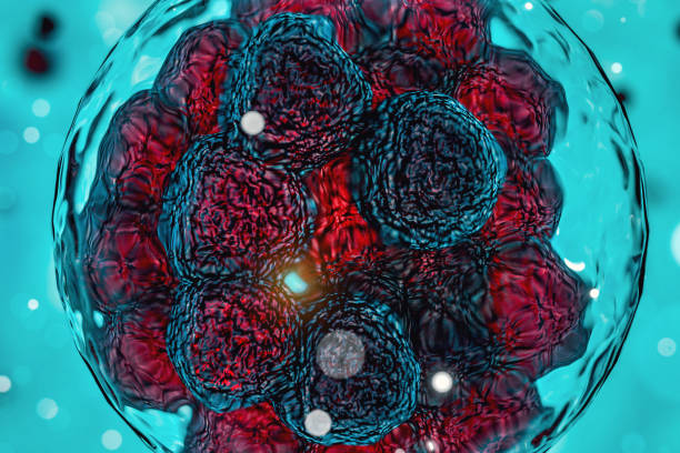 istock Early stage embryo , Stem cell research , stem cell division 881733942