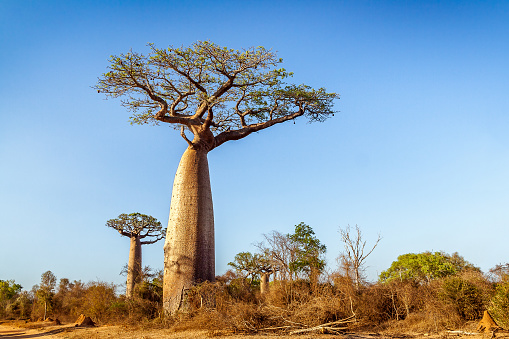 Baobab tree in the bush of Morombe,  Madagascar