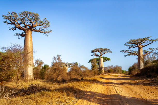 istock Baobab trees along the track 881737966