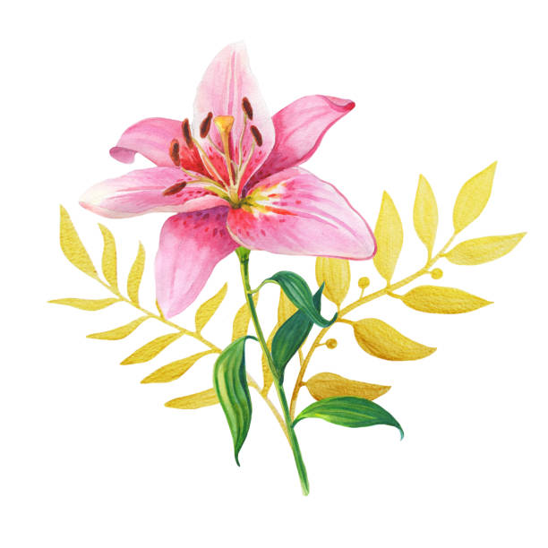 istock Pink lilies.Floral Illustration 881752480