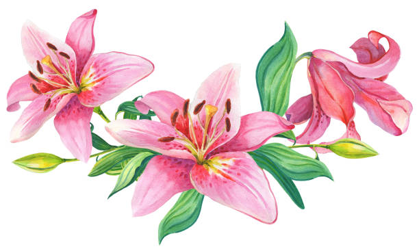 istock Pink lilies.Floral Illustration 881752708