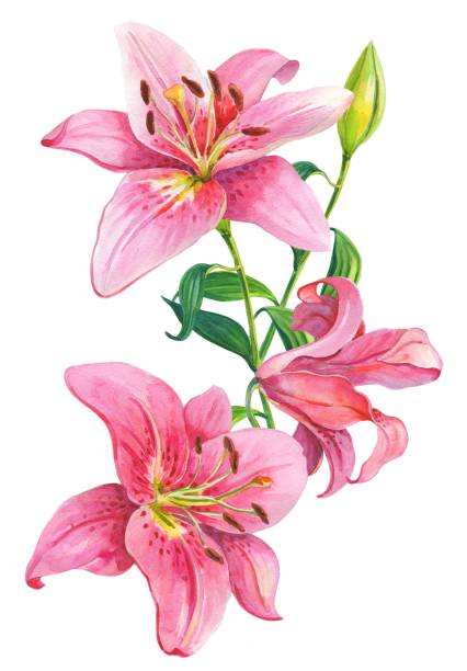 istock Pink lilies.Floral Illustration 881752810