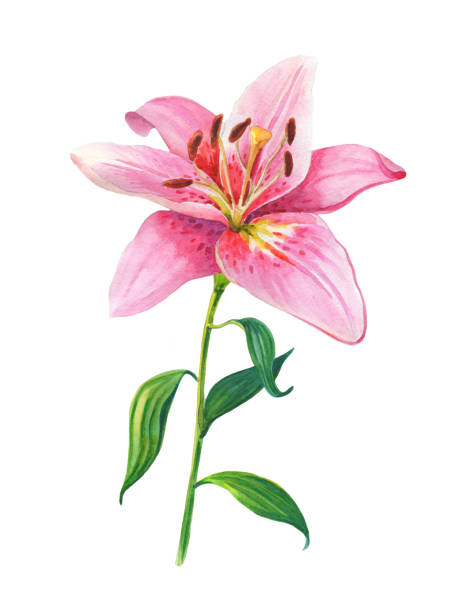 Pink lilies.Floral Illustration