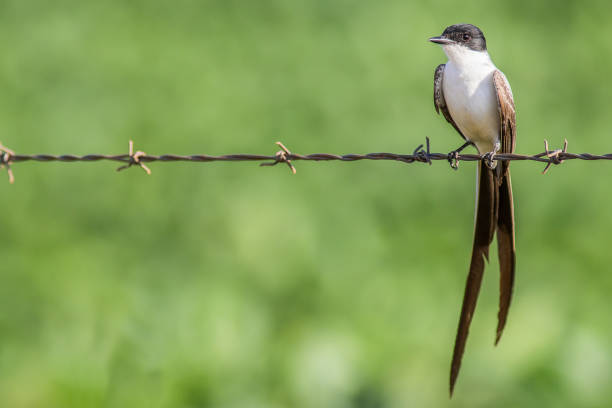 istock Tesourinha (Tyrannus savannah) resting on a barbed wire fence 881761420