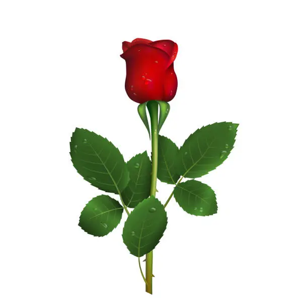 Vector illustration of Realistic red rose