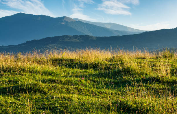 summer scenery of grassy field in mountains. mountain ridge with high peaks in the far distance. beautiful nature of Carpathians