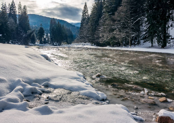 istock cold flow of forest river in snowy spruce forest 881769850