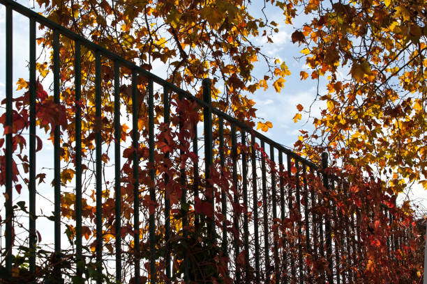 Sunlight on autumn leaves