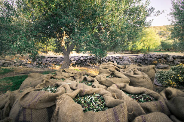 クレタ島、ギリシャでオリーブ オイルの生産のためのフィールドの袋で収穫された新鮮なオリーブ。 - chess field ストックフォトと画像