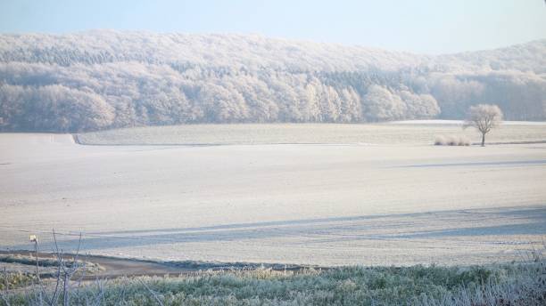 istock frozen field and trees on cold hazzy winter 881775706