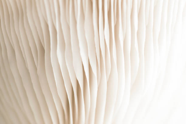 Mushroom Detail Extreme close up mushroom. fungus gill stock pictures, royalty-free photos & images