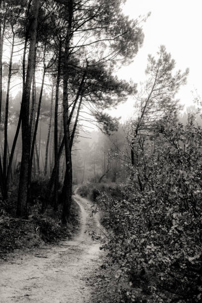 istock the Cevennes forest in the mist 881789066