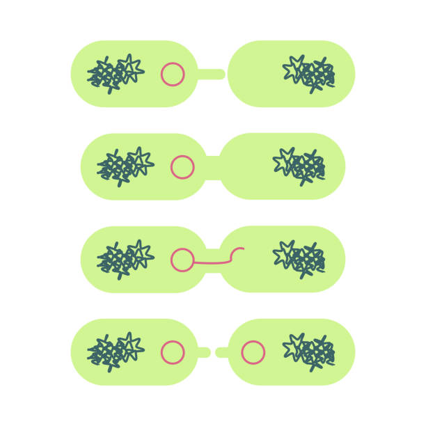 плазмида в бактериальных клетках. - conjugation stock illustrations