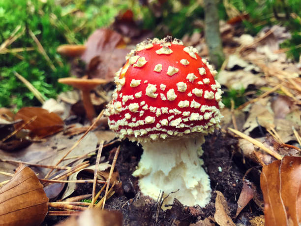 istock Red white-dotted amanita mushroom in autumn forest 881817572