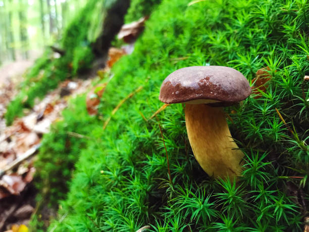 istock Lonely mushroom growing in wild autumn forest 881817640