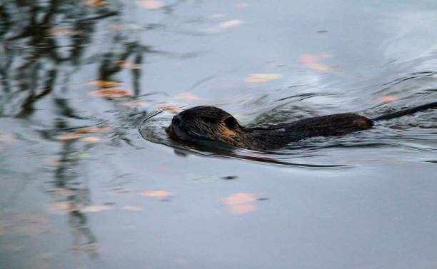 rongeur - nutria rodent beaver water photos et images de collection