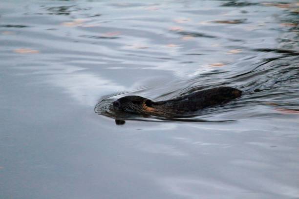 rongeur - nutria rodent beaver water photos et images de collection