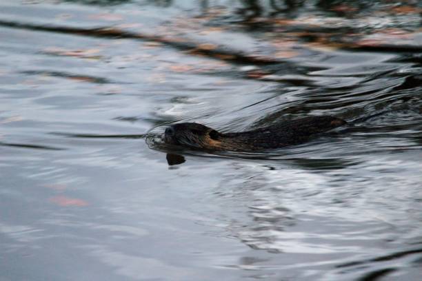 rongeur - nutria rodent beaver water photos et images de collection