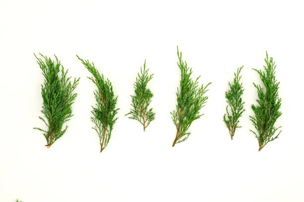 branch of blue spruce isolated