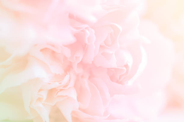 istock Pink Carnation Flowers Bouquet. 881823354