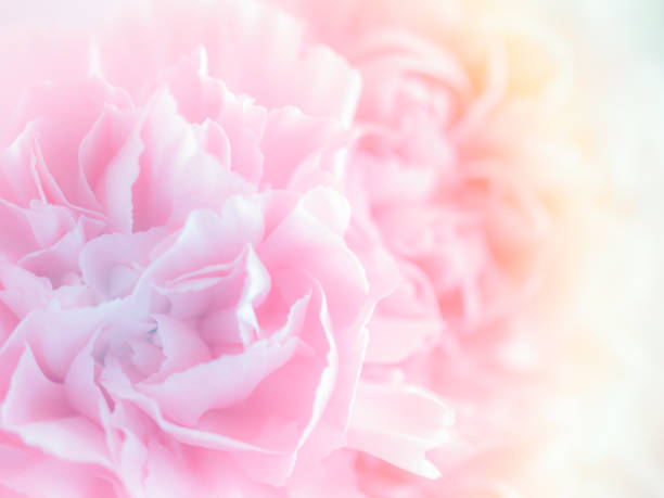 istock Pink Carnation Flowers Bouquet. soft filter. 881823374