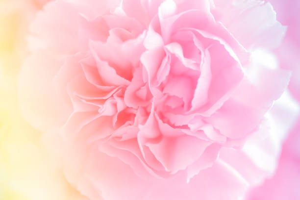 istock Pink Carnation Flowers Bouquet. soft filter. 881823438