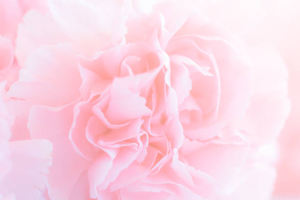 istock Pink Carnation Flowers Bouquet. soft filter. 881823550