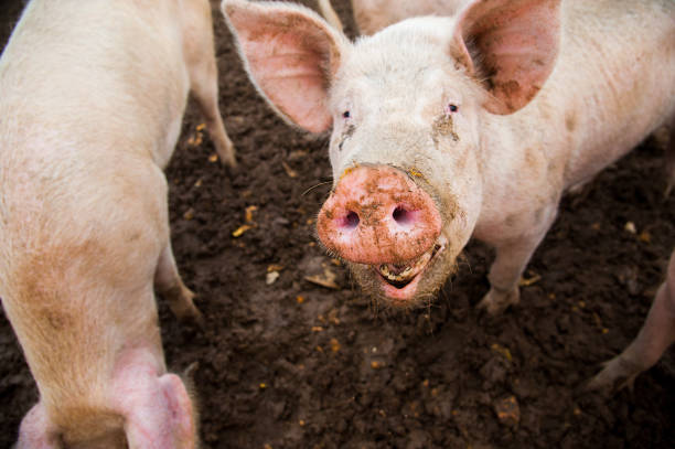 istock Domestic pigs on a farm 881828608