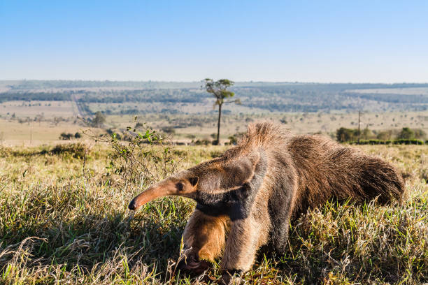 A wild anteater at the pasture A wild anteater at the pasture Giant Anteater stock pictures, royalty-free photos & images