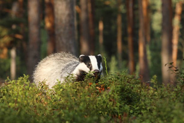istock Eurasian Badger - Meles meles - in bilberry bush 881832218