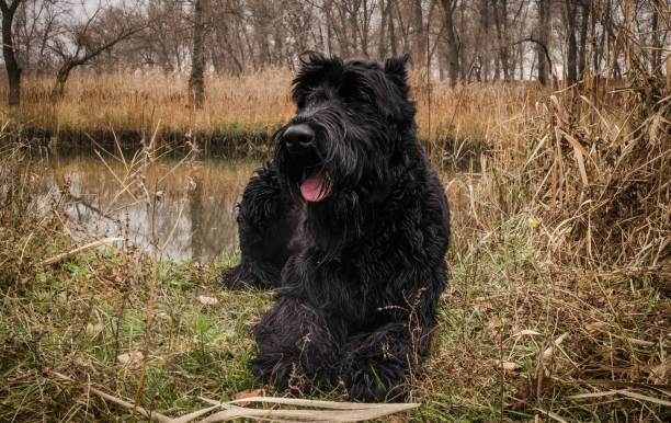 calme schnauzer géant noir, reposant sur la rive d’une rivière marécageuse - giant schnauzer photos et images de collection