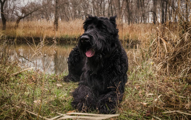 Calm black giant schnauzer resting on the shore of a swampy river stock photo