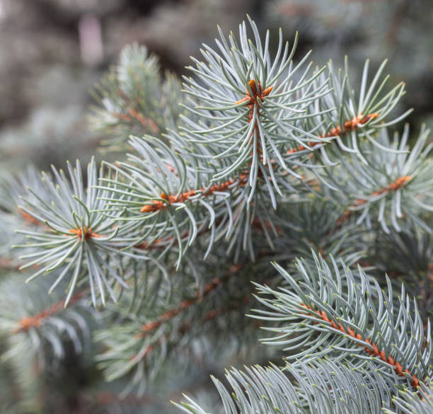 ветви колорадо голубой ели - spruce tree colorado blue blue spruce стоковые фото и изображения