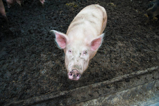 istock Domestic pigs on a farm 881845370