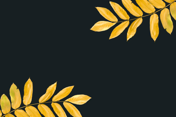 istock twigs with yellow autumn leaves 881846566