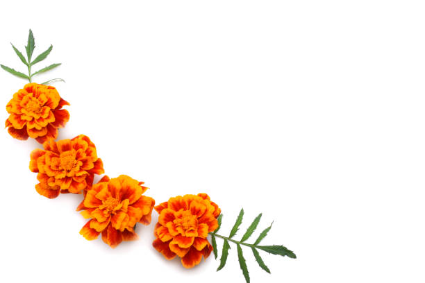 白い背景の分離されたアフリカ マリーゴールド、アステカ マリーゴールド メキシコ マリーゴールド マンジュギク エレクター オレンジ色のマリーゴールドの花 - french marigold ストックフォトと画像
