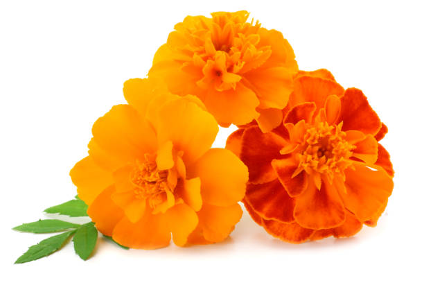 istock Orange Marigold flower, Tagetes erecta, Mexican marigold, Aztec marigold, African marigold isolated on white background 881849376