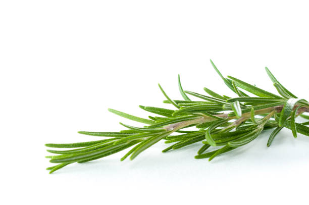 istock Rosemary isolated on white background 881849688