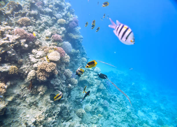istock beautiful and diverse  coral reef 881852804